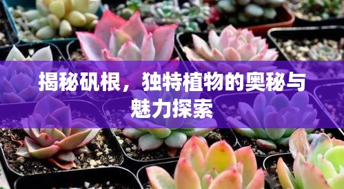 揭秘矾根，独特植物的奥秘与魅力探索