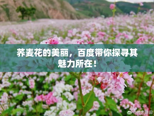 荞麦花的美丽，百度带你探寻其魅力所在！