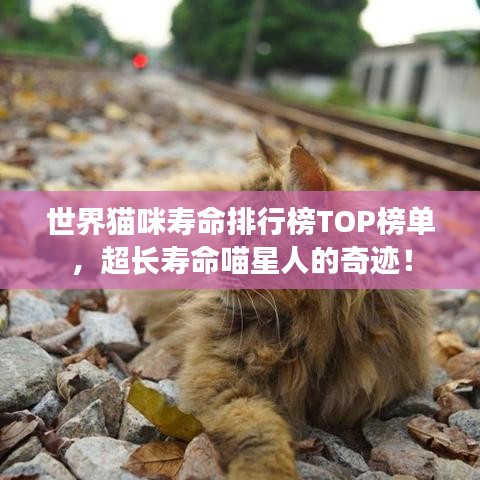 世界猫咪寿命排行榜TOP榜单，超长寿命喵星人的奇迹！