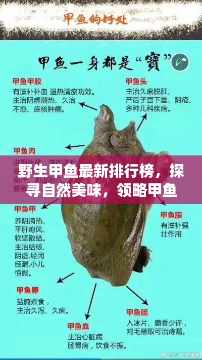 野生甲鱼最新排行榜，探寻自然美味，领略甲鱼独特魅力