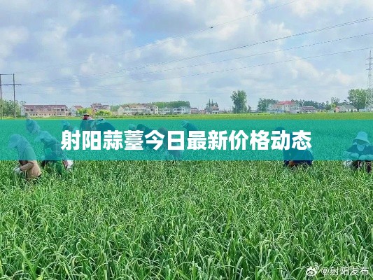 射阳蒜薹今日最新价格动态