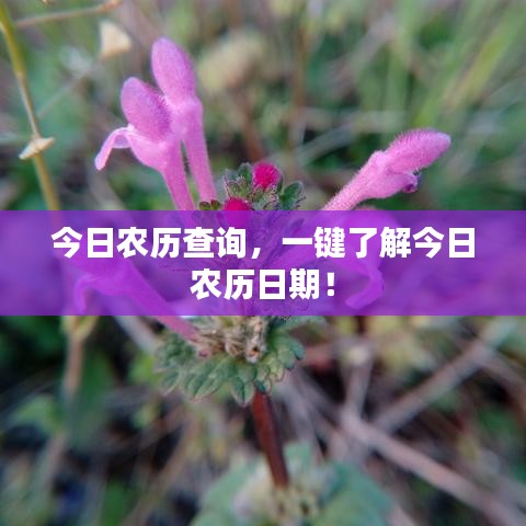 今日农历查询，一键了解今日农历日期！