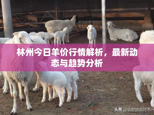 林州今日羊价行情解析，最新动态与趋势分析