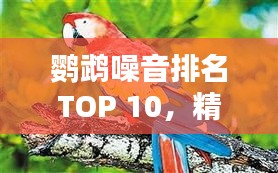 鹦鹉噪音排名TOP 10，精美图片大放送！