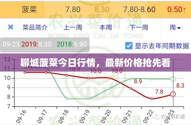 聊城菠菜今日行情，最新价格抢先看
