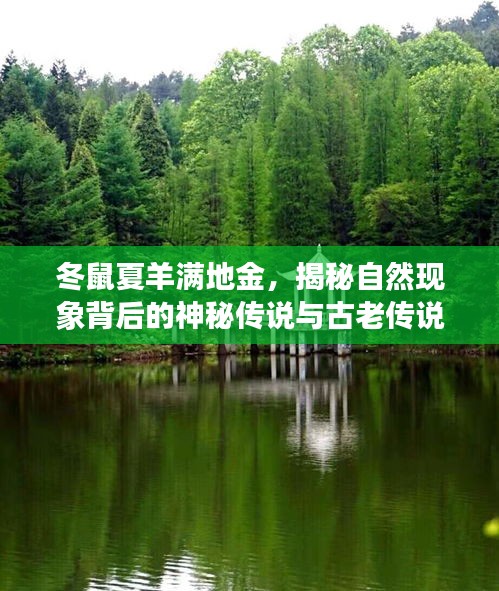 冬鼠夏羊满地金，揭秘自然现象背后的神秘传说与古老传说