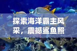 探索海洋霸主风采，震撼鲨鱼照片展现深海魅力