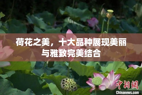 荷花之美，十大品种展现美丽与雅致完美结合