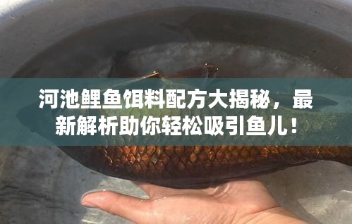 河池鲤鱼饵料配方大揭秘，最新解析助你轻松吸引鱼儿！