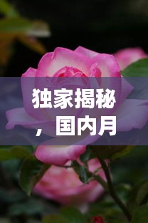 独家揭秘，国内月季公司排名及影响力解析