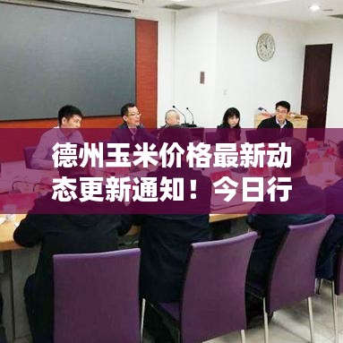 德州玉米价格最新动态更新通知！今日行情速递